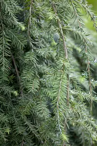 Tsuga can. 'Pendula' 90-100   C35 - afbeelding 3