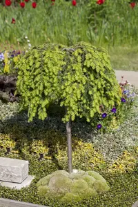 tsuga canadensis (100-125 cm) - afbeelding 2