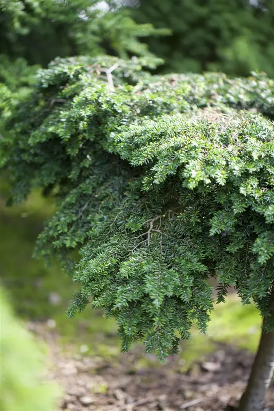 tsuga canadensis (100-125 cm) - afbeelding 4