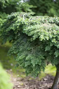 tsuga canadensis (100-125 cm) - afbeelding 4