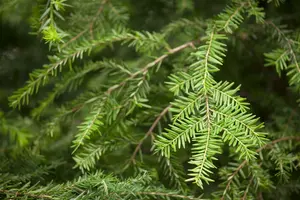 tsuga canadensis (100-125 cm) - afbeelding 3