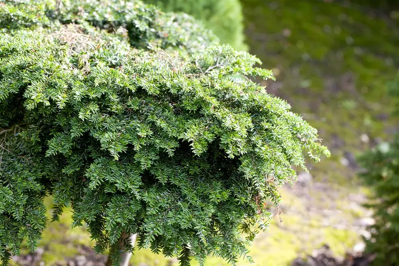 tsuga canadensis (100-125 cm) - afbeelding 5