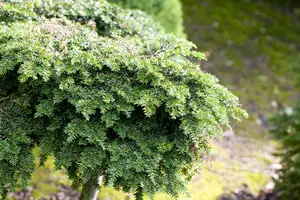 tsuga canadensis (100-125 cm) - afbeelding 5