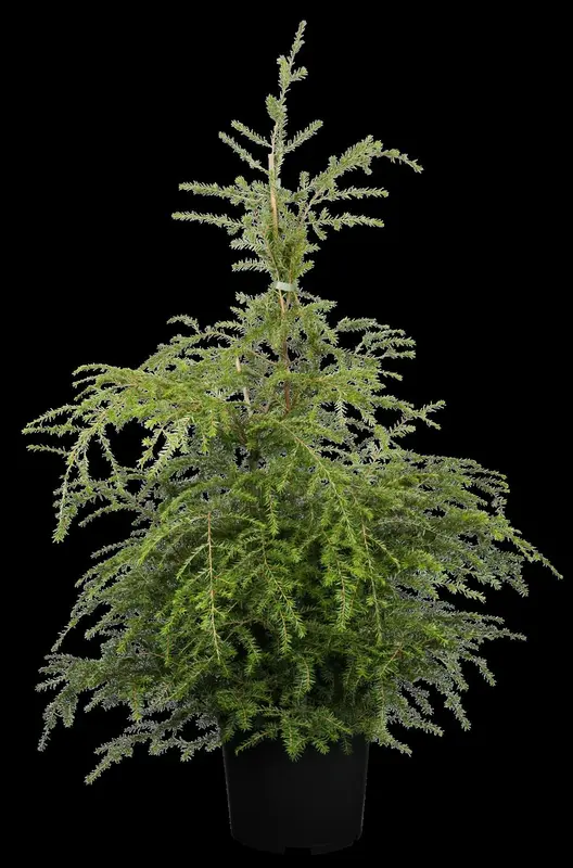 tsuga canadensis (100-125 cm) - afbeelding 1