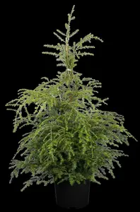 tsuga canadensis (100-125 cm) - afbeelding 5
