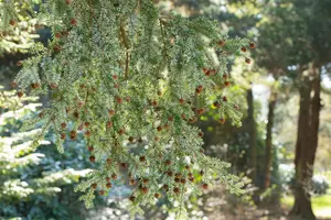 Tsuga canadensis 150-175 KLUIT - afbeelding 5