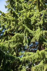 Tsuga heterophylla 'Glauca' 80-100   C20