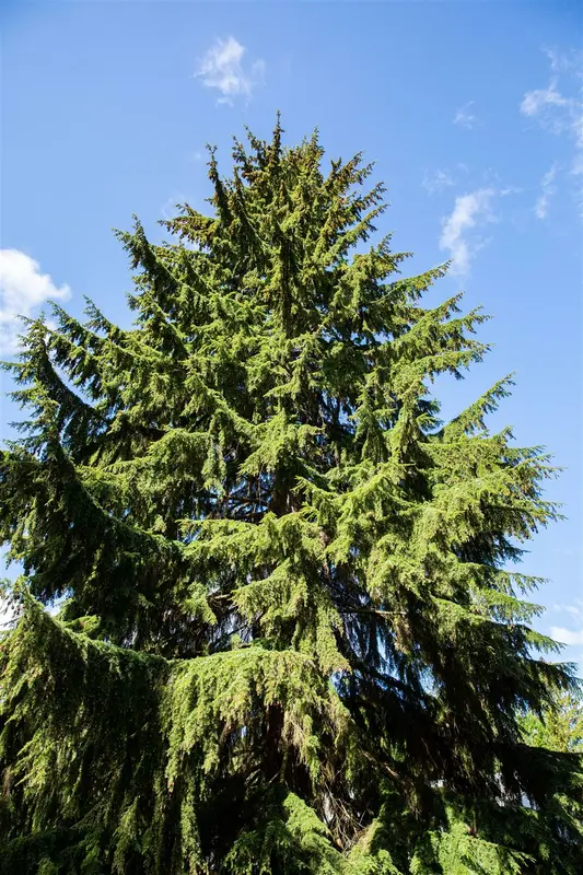 Tsuga heterophylla 'Glauca' 80-100   C20 - afbeelding 2