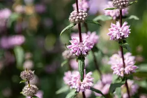 phlomis tuberosa P9 - afbeelding 2