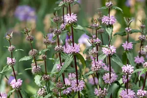phlomis tuberosa P9 - afbeelding 3