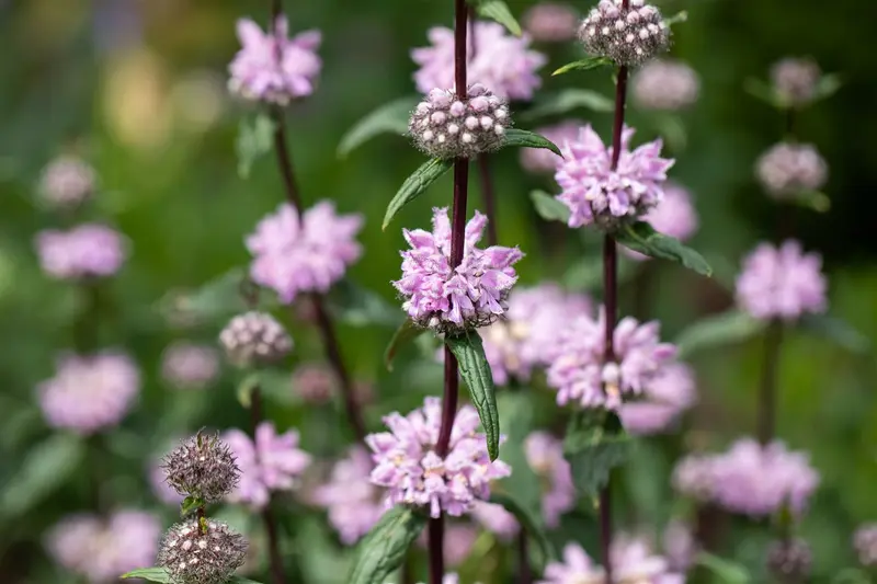 phlomis tuberosa P9 - afbeelding 4