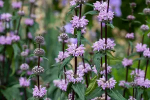 phlomis tuberosa P9 - afbeelding 5