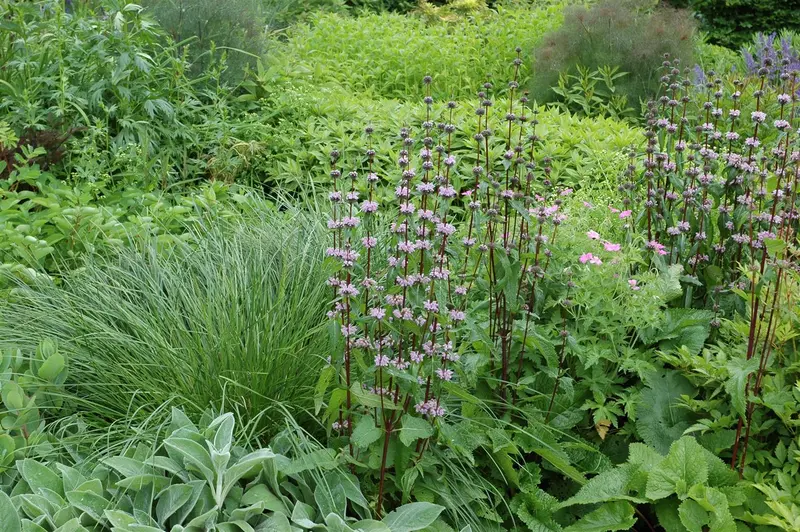 phlomis tuberosa P9 - afbeelding 1