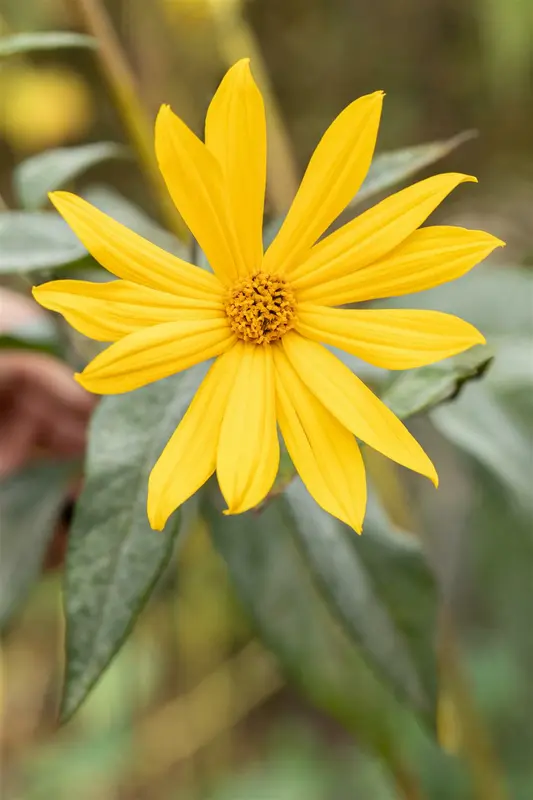 helianthus tuberosus (aardpeer) P9 - afbeelding 2