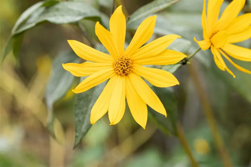 helianthus tuberosus (aardpeer) P9 - afbeelding 1
