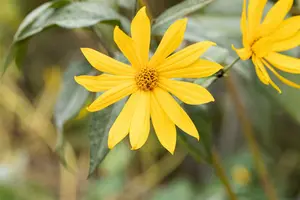 helianthus tuberosus (aardpeer) P9 - afbeelding 4
