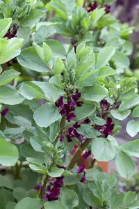 tuinboon agualduce met zeer lange dop - afbeelding 2