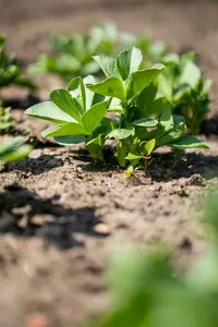 tuinboon agualduce met zeer lange dop - afbeelding 3