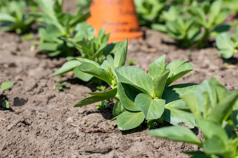 tuinboon agualduce met zeer lange dop - afbeelding 4