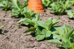 tuinboon agualduce met zeer lange dop - afbeelding 4