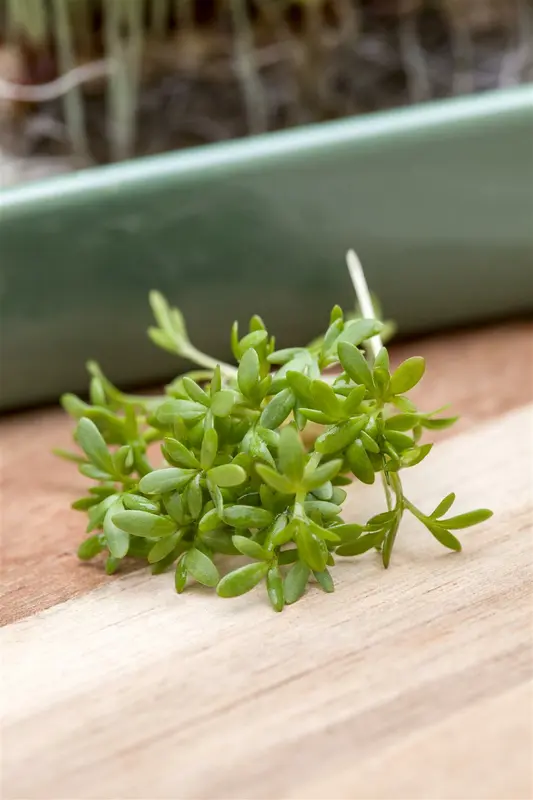 tuinkers gewone alenois  - afbeelding 3