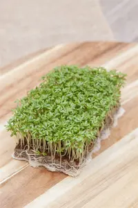 tuinkers gewone alenois  - afbeelding 5