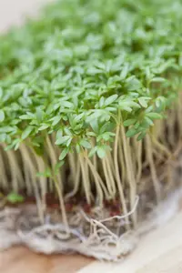 tuinkers gewone alenois  - afbeelding 6