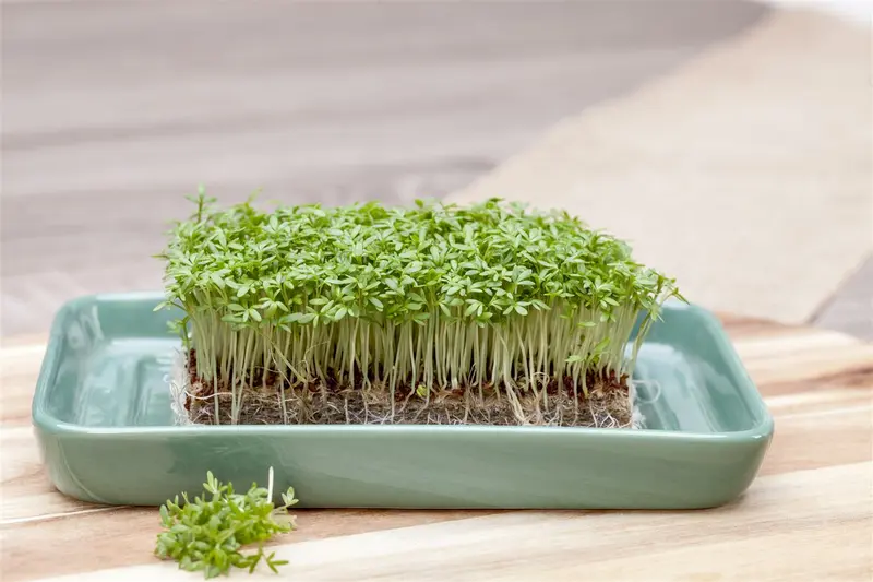 tuinkers gewone alenois  - afbeelding 2