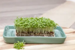 tuinkers gewone alenois  - afbeelding 2