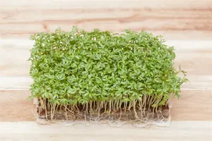 tuinkers gewone alenois  - afbeelding 4