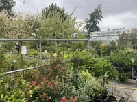 Tuinplanten