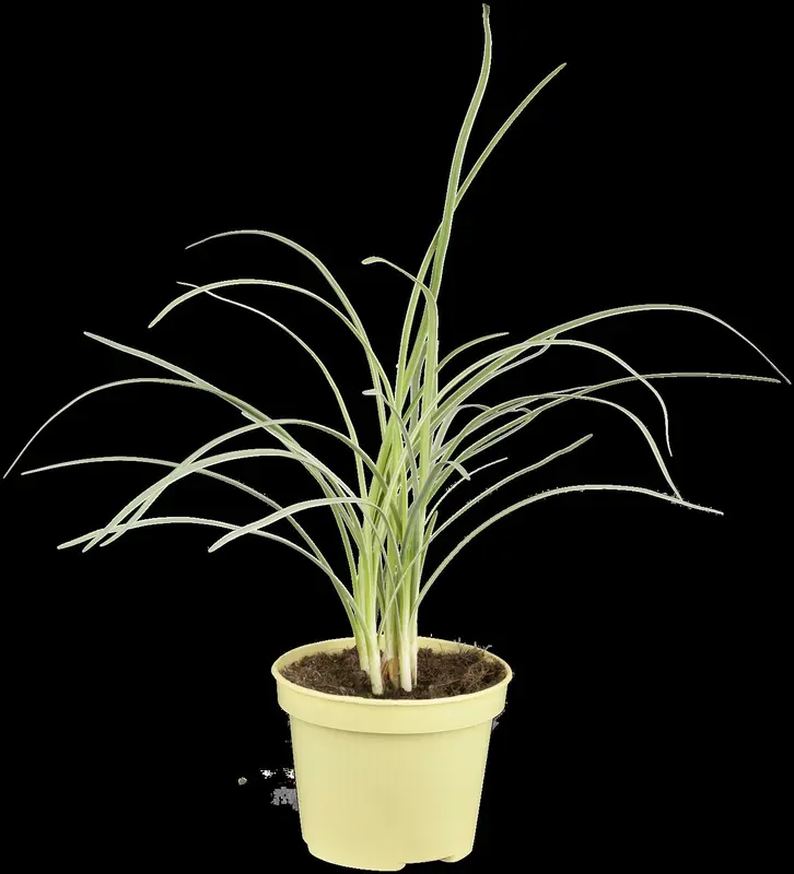 Tulbaghia viol. 'Alba' P9 - afbeelding 2