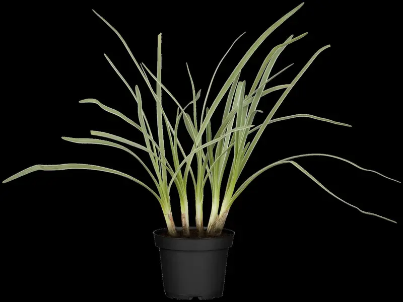 Tulbaghia viol. 'Alba' P9 - afbeelding 1