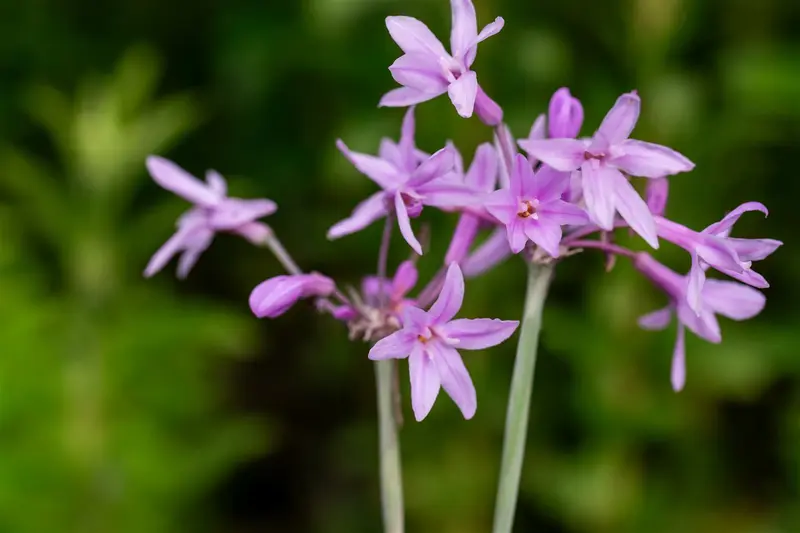 Tulbaghia violacea 'Purple Eye'® P9