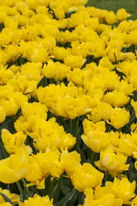tulipa dubbel laat 'yellow pomponette'