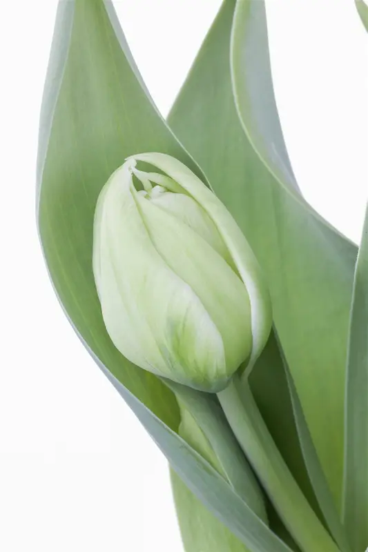 tulipa dubbel vroeg 'mondial'