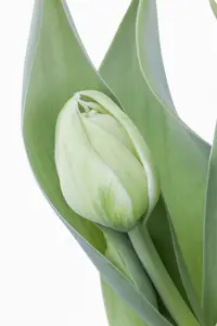 tulipa dubbel vroeg 'mondial'