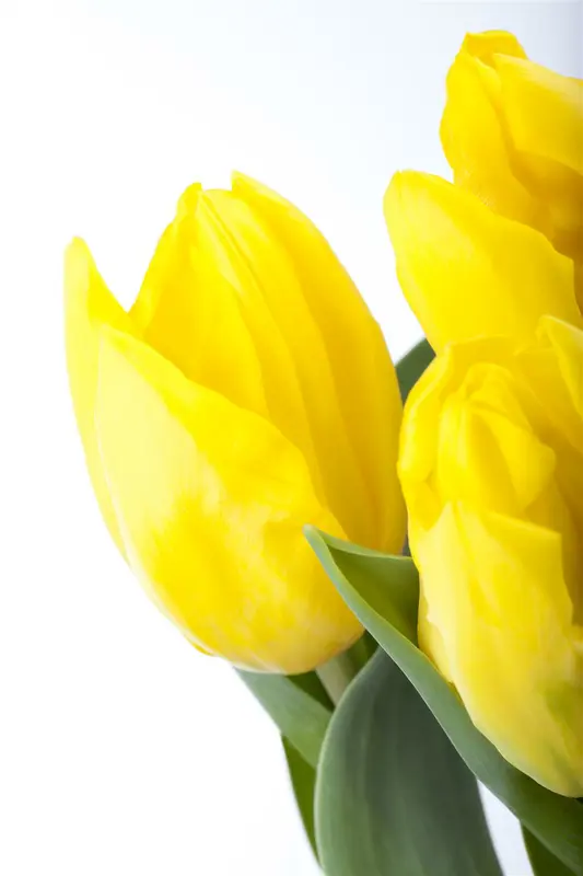 Tulipa - afbeelding 1