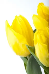 Tulipa - afbeelding 5