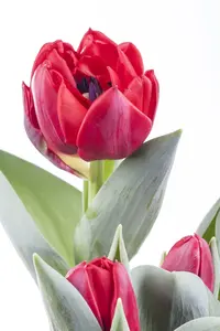 Tulipa - afbeelding 5