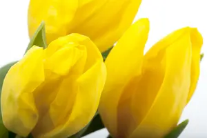 Tulipa - afbeelding 2