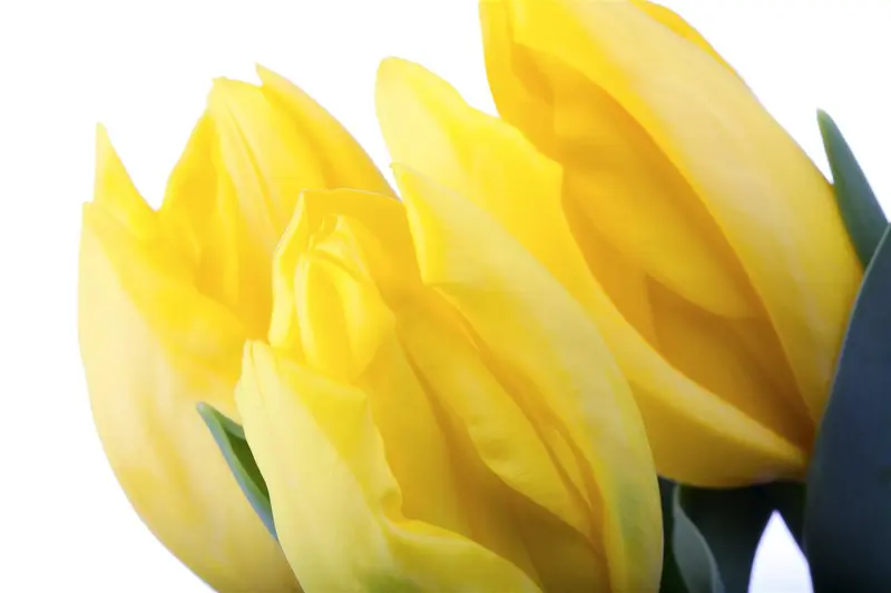 Tulipa - afbeelding 3