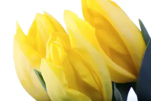 Tulipa - afbeelding 3