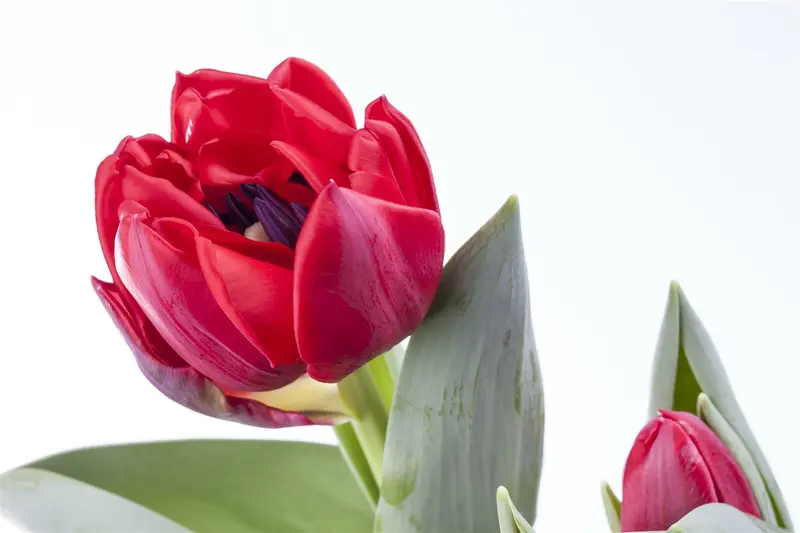 Tulipa - afbeelding 4