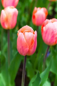 Apricot Beauty - afbeelding 2
