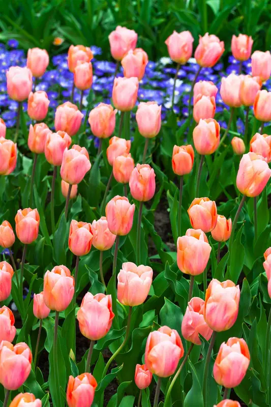 Apricot Beauty - afbeelding 2