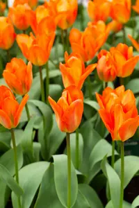 Orange Emperor - afbeelding 4