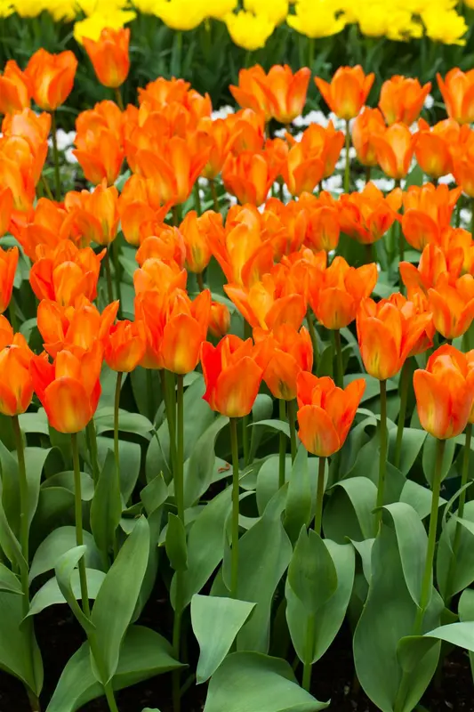 Orange Emperor - afbeelding 5