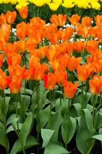 Orange Emperor - afbeelding 5
