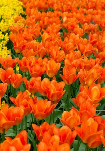 Orange Emperor - afbeelding 2